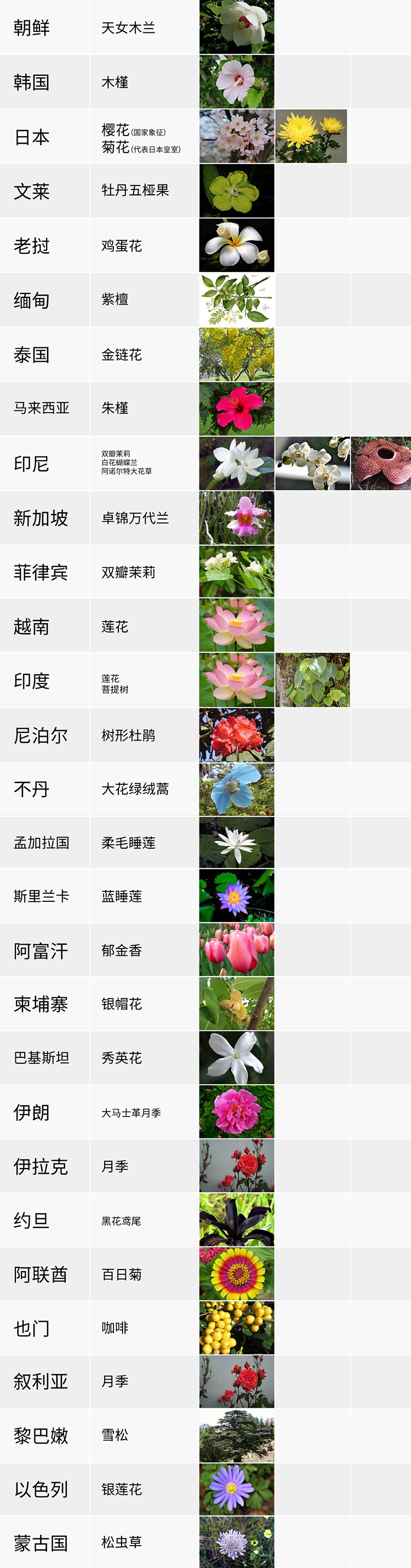國花,生活,創(chuàng)意,設(shè)計(jì),全力設(shè)計(jì)
