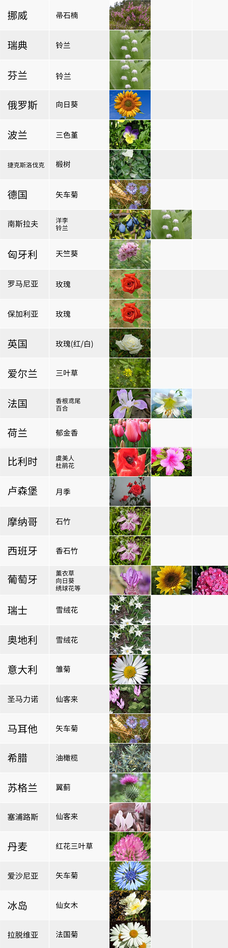 國花,生活,創(chuàng)意,設(shè)計(jì),全力設(shè)計(jì)
