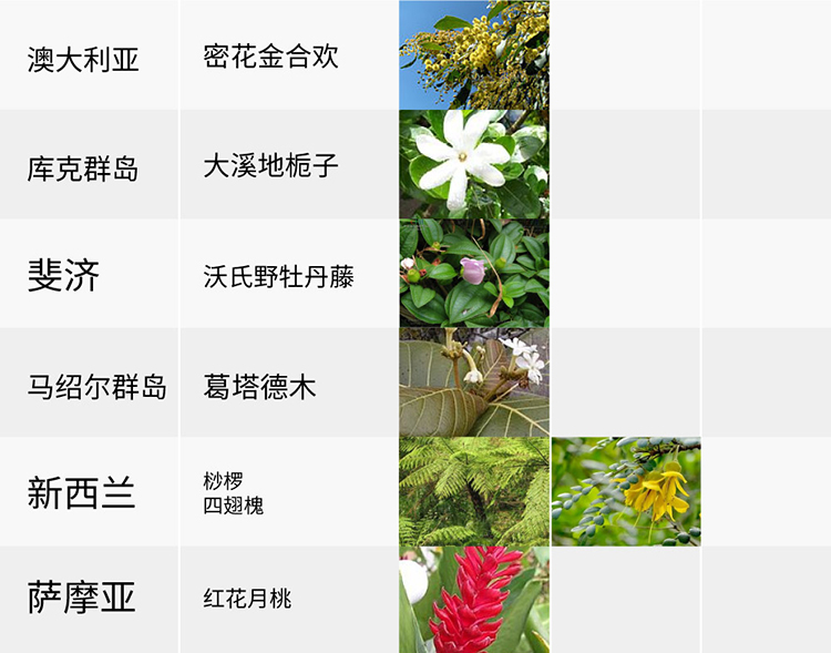 國花,生活,創(chuàng)意,設(shè)計(jì),全力設(shè)計(jì)