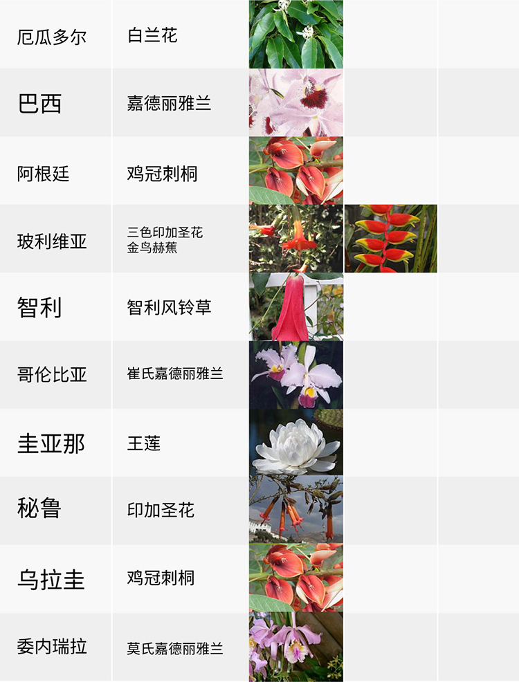 國花,生活,創(chuàng)意,設(shè)計(jì),全力設(shè)計(jì)